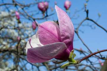 Pink magnolia flower on a blue sky background
