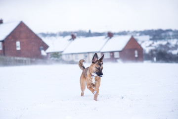 Dog exploring the winter wonderland and playing in the cold