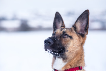 Dog exploring the winter wonderland and playing in the cold