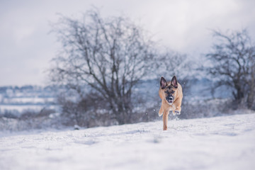 Dog exploring the winter wonderland and playing in the cold