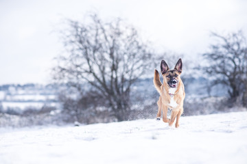 Dog exploring the winter wonderland and playing in the cold