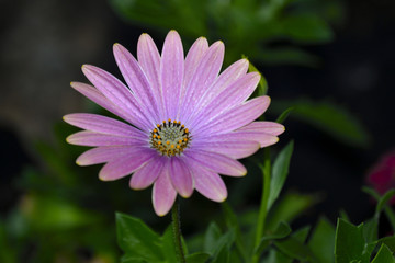 Lilac petals