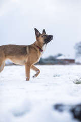 Dog exploring the winter wonderland and playing in the cold
