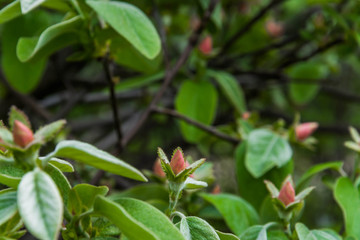 Flowering of quince