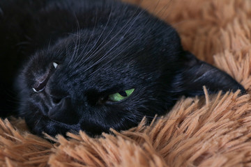 The black cat with green eyes dozed out on a fluffy brown plaid. Concept of rest, relaxation. Weekend.