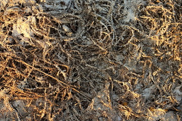 Fototapeta na wymiar the texture of dried seaweed