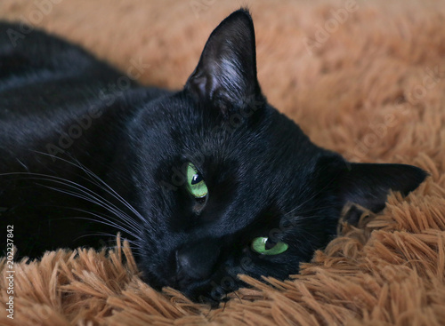 The Black Cat With Green Eyes Lies Out On A Fluffy Brown