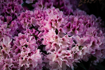 pink flowers