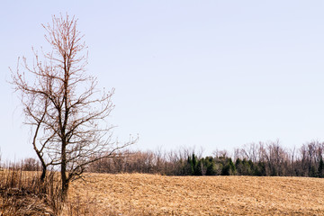Farming landscape with row of trees on horizon; country landscape with blue sky and golden field in spring