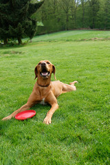 Psy myśliwskie © Iwona