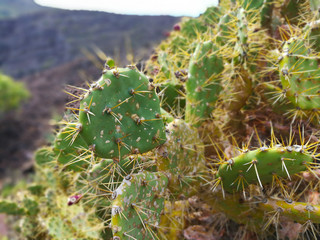 Kaktus | Feigenkaktus | Kaktusfeige | Gran Canaria