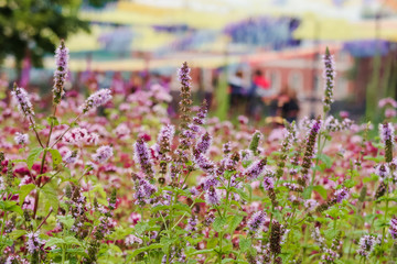Obraz premium Laver flower field background