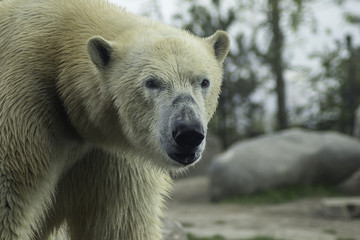 Polar Bear portret 