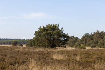 Big tree in heather field