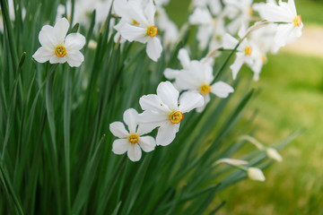 Flowering daffodils in the garden in the spring.