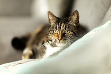 portrait of a lazy cat with blur environment