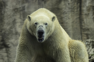 Polar Bear portret 