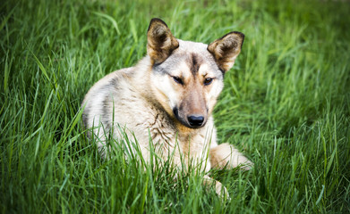 the dog lies in the grass