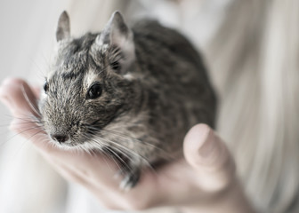 Young girl playing with small animal common degu squirrel. Close-up portrait of the cute pet sitting in kid's palm