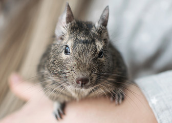 Young girl playing with small animal common degu squirrel. Close-up portrait of the cute pet...