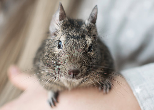 Young girl playing with small animal common degu squirrel. Close-up portrait of the cute pet sitting on kid's hand and looking into camera