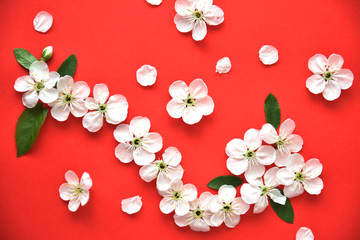 Flowers of the cherry blossoms on a red background close-up.