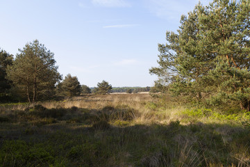 Obraz premium heather field in early spring