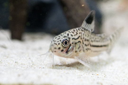 corydora