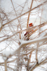 Cardinal song bird on branch in snow