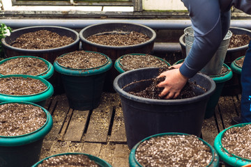 potting soil in large pots