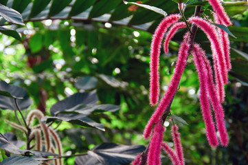 Exotic flowers Acalypha bristly-hairy (foxtail) against a background of dark tropical foliage in the jungle.
