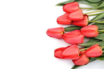 Beautiful red tulips on white background with copy space for text. Top view, flat lay