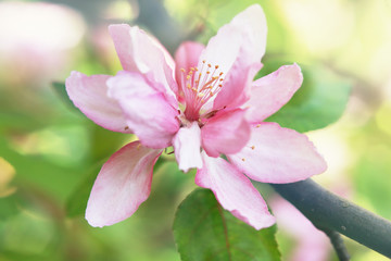 apple blossom close up