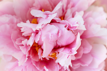 Obraz na płótnie Canvas flower peony close up
