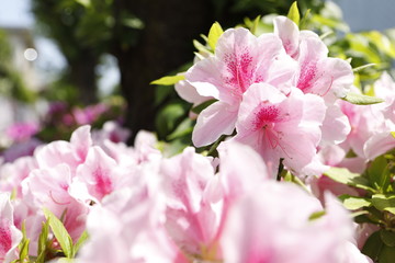 Obraz premium つつじ