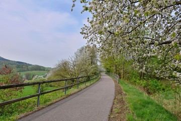 Fototapeta na wymiar cycle road with flowering trees
