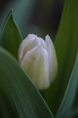 tulip, single, white flower, green leaves, blurred background, closeup    