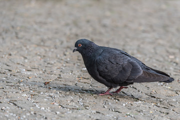 single, city ​​pigeon, gray blurred background, closeup, gołąb miejski, czarny ptak, kostka brukowa, rozmyte szare tło - 202241802