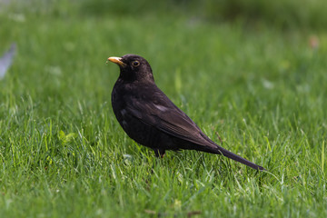 single blackbird on the grass, closeup, kos, czarny mały ptak, tło zielona trawa