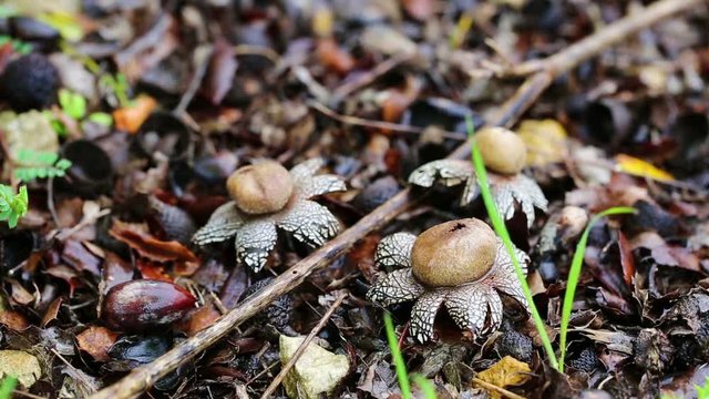 Astraeus hygrometricus (hygroscopic earthstar) mushrooms open on a rainy day in nature