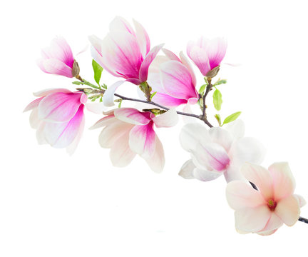 Magnolia Flowers on White