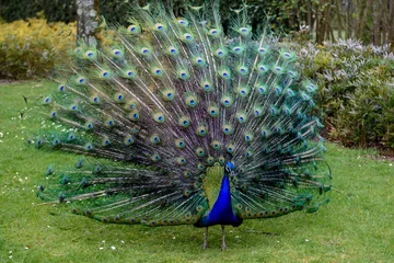 Zelfklevend Fotobehang Trotse pauw presenteert zijn prachtige staart © Jacek