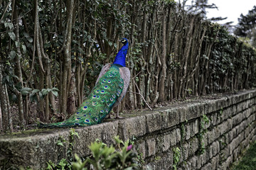 Obraz premium Peacock is walking on the top of the stone wall