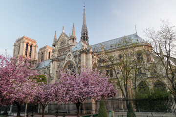 Fototapeta na wymiar Paris, Notre Dame cathedral with spring trees in France