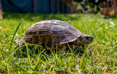 Mediterranean tortoise for a walk in the grass