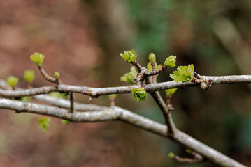 Tree branch with the first leafs of the spring