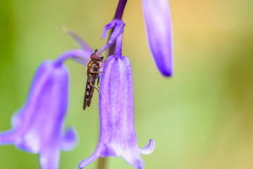 Closeup shoot of the fly sitting on the blooming blue-bell flower