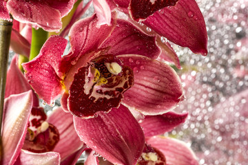 Cymbidium or boat orchid