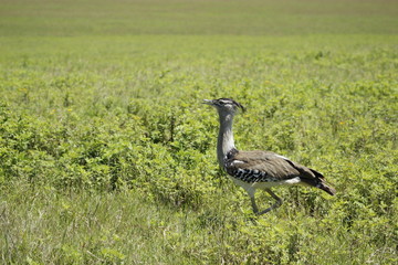 savana