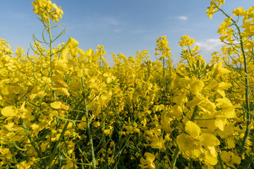 blühendes Rapsfeld